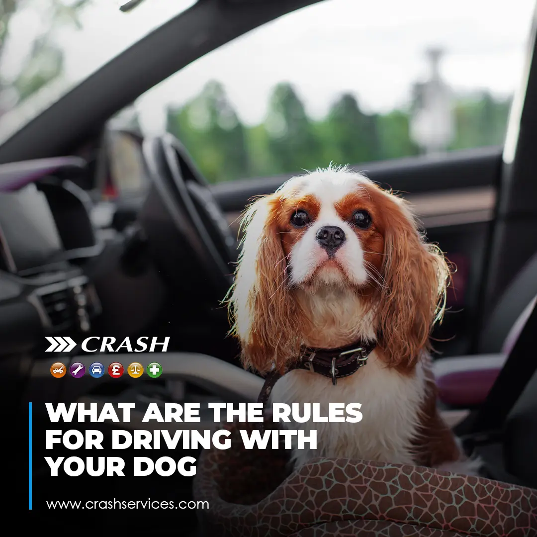 Driving with Dogs: Highway Code Rules and Safety Tips for Pet Owners